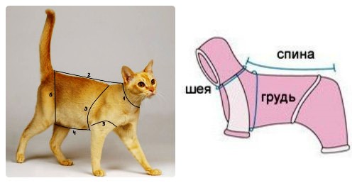 снимаем мерки кота