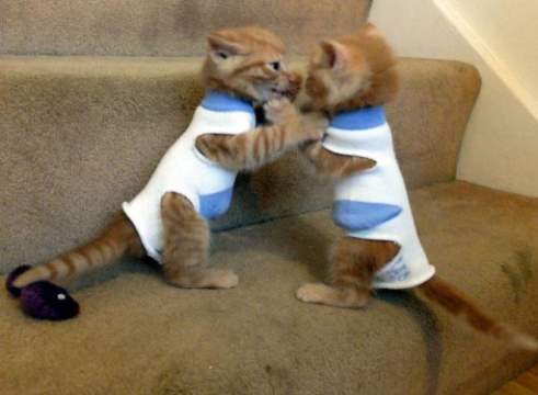 одежда для кота из носка